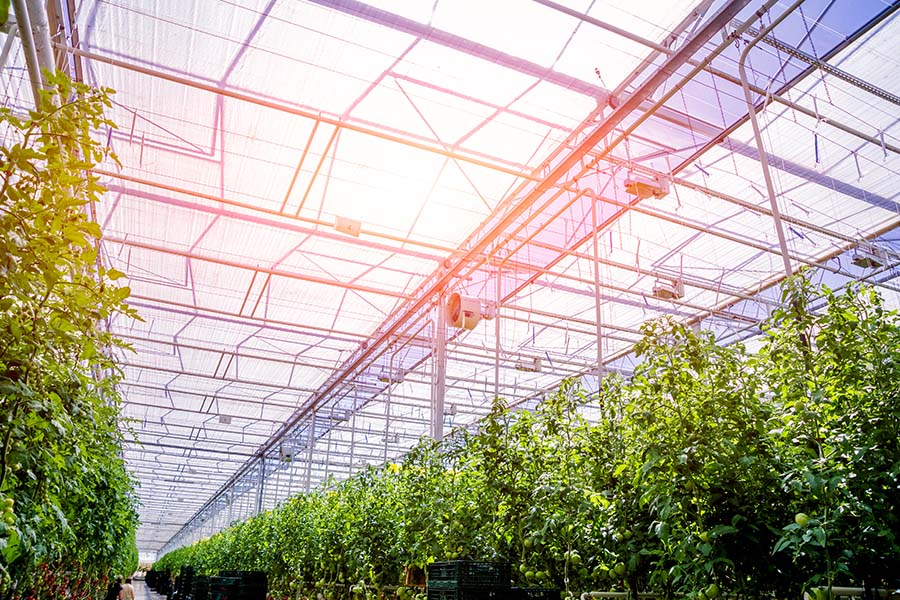 Specialized Business Insurance - View Inside a Modern Greenhouse with Two Rows of Tall Plants Growing